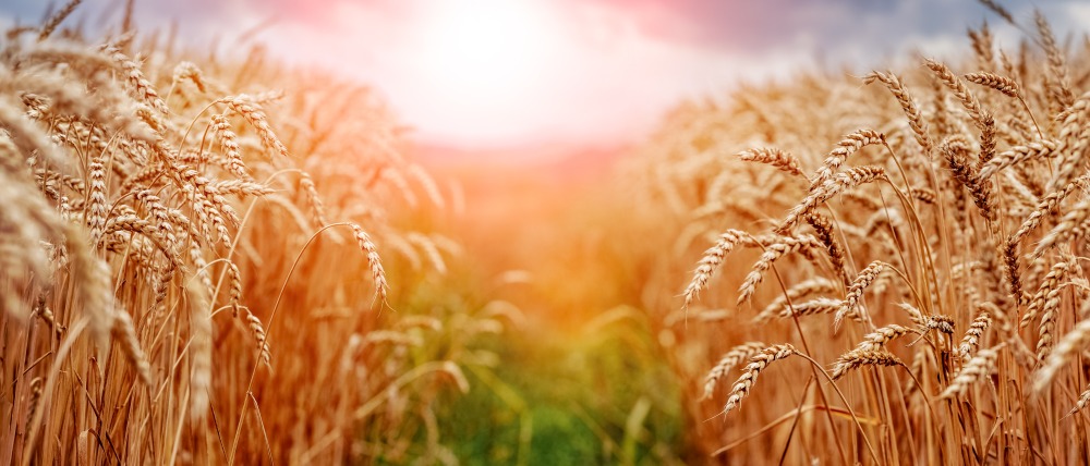 wheat field with ripe spikelets in the sun. rural landscape with
